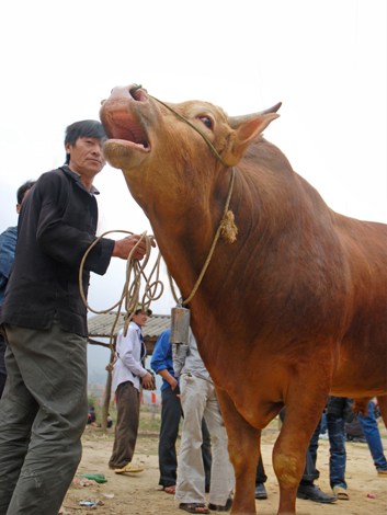 lễ cúng thần chăn nuôi - hình minh họa 2