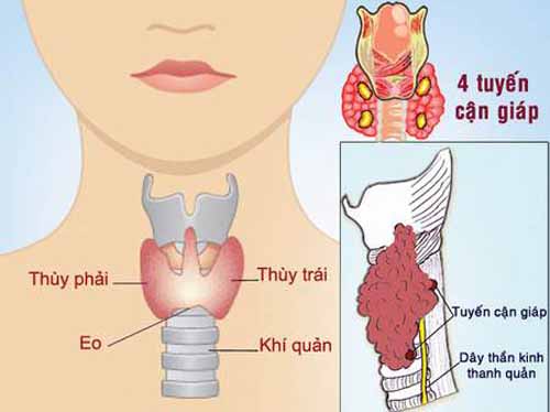 thực phẩm tốt cho tuyến giáp