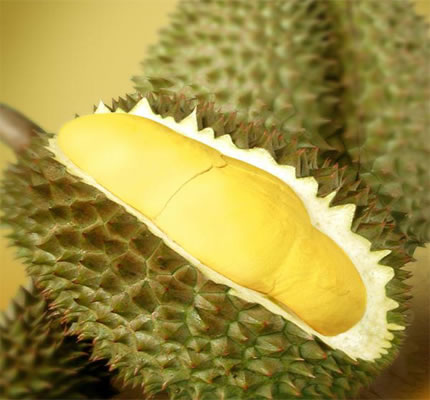 sầu riêng bổ thận tráng dương