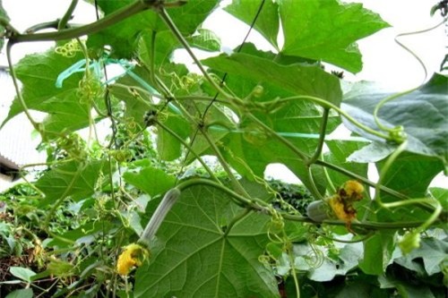 công dụng làm đẹp của mướp hương - hình minh họa 5