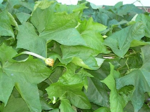 công dụng làm đẹp của mướp hương - hình minh họa 4