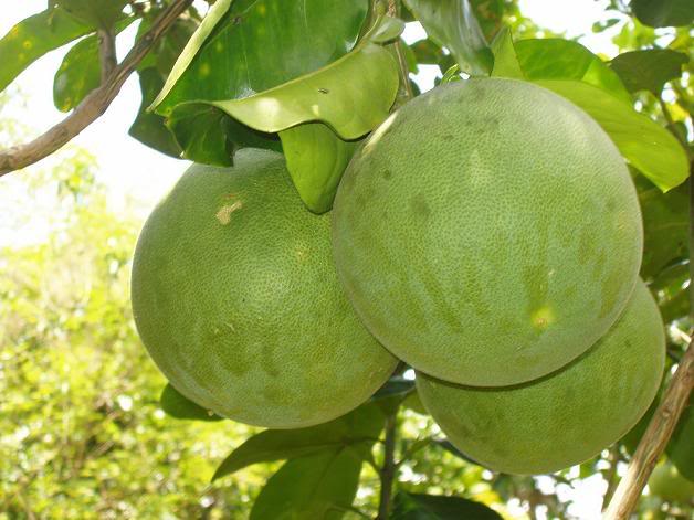 nhung-loai-qua-ngon-tot-cho-nguoi-beo-phi5 trái cây tốt cho người béo phì - hình minh họa 2