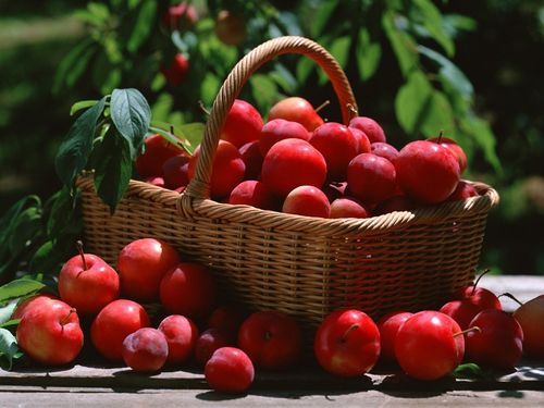 nhung-loai-qua-ngon-tot-cho-nguoi-beo-phi3 trái cây tốt cho người béo phì - hình minh họa 7