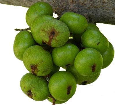 thực phẩm giảm táo bón thai kỳ