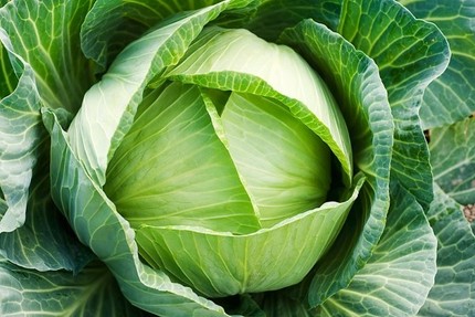 Lý do mẹ nên cho con ăn bắp cải 1 lợi ích bắp cải cho bé