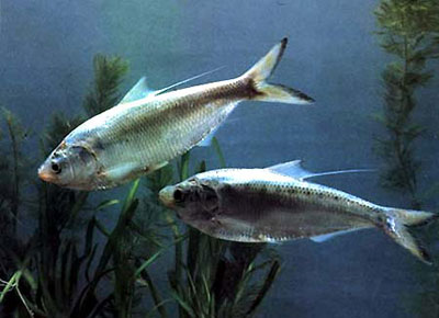 6 Thực Phẩm Tự Nhiên Giúp Phái