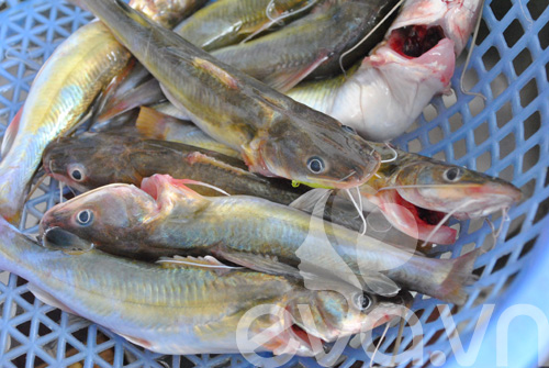 Cá Lăng Kho Chuối Hột - hình minh họa 2