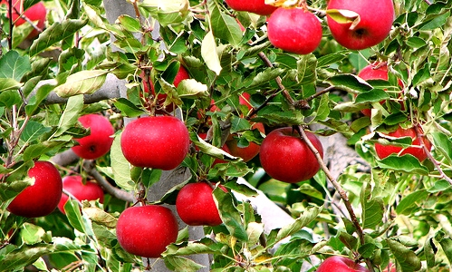 5 Loại Quả Sắc Đỏ Vừa Giúp