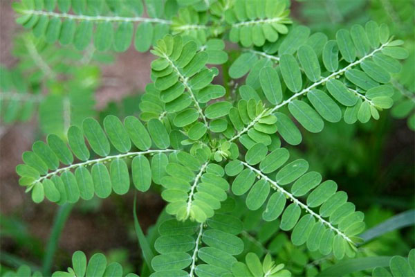 Cách uống đúng các loại trà mát gan2