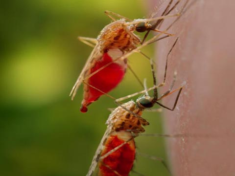 Sốt rét Hiểu rõ để bảo vệ