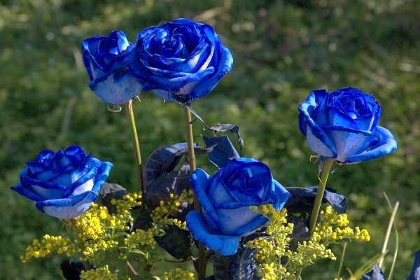 Nguy hiểm tiềm tàng trong các loại hoa có màu lạ 1 Vẻ đẹp rực rỡ và những ẩn