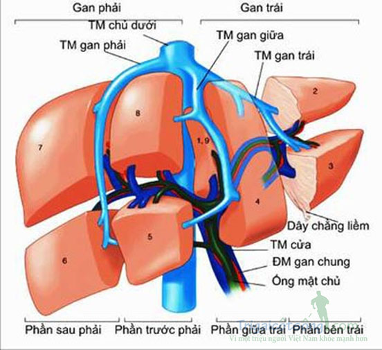 cách điều trị viêm gan b phòng ngừa và điều trị viêm gan B - hình minh họa 5