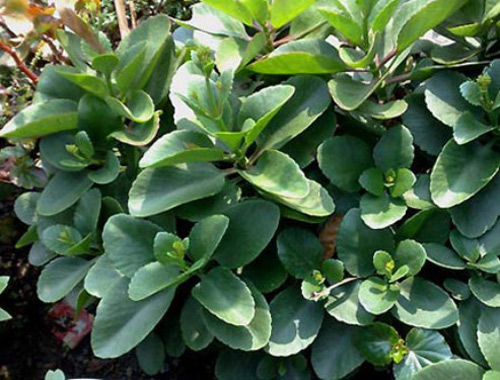 làm đẹp da từ lá cây