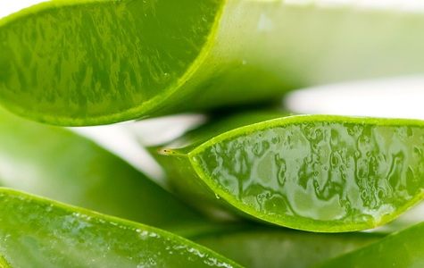 lô hội trị rụng tóc